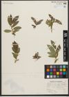 Foto von Salix L.